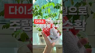 다이소에서 꼭 사야하는 식물영양제, 2천원으로 주렁주렁 홈파밍 🌱