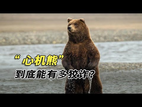 充滿“心機”的熊，到底能有多狡猾？遇到熊有哪些自救的辦法？