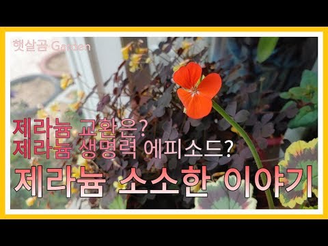 소소한이야기) 제라늄 교환 & 생명력ㅣSmall story for Pelargoniums