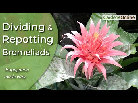 Dividing and Re-Potting Bromeliads