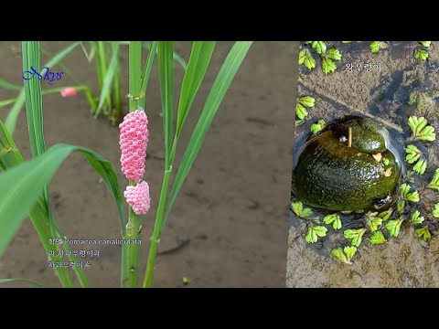 왕우렁이(Golden apple snail)