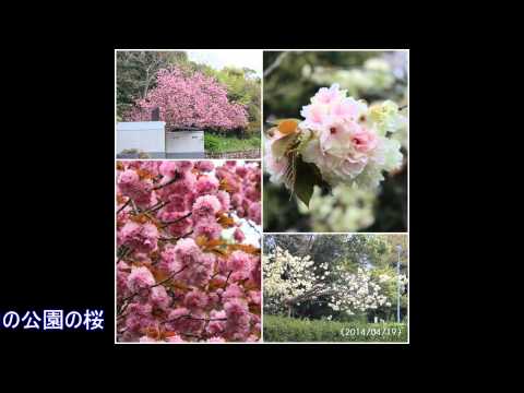 季節の便り（花便りを中心にして）---2015年1月～6月（スライドショー）