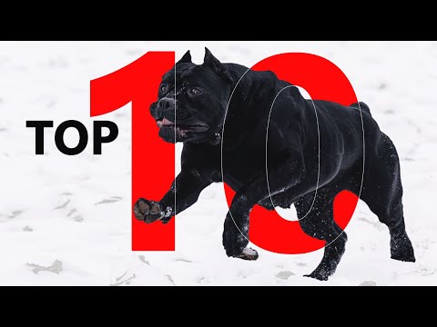 Top 10 Strongest Dogs in 2 Minutes | Most Strong Dogs of 2024