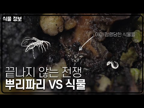 설마 우리집도? 뿌리파리 확인하는 법, 죽이는 법! 방심하면 큰일나는 해충과의 싸움 ㅣ 식물을 부탁해 - 뿌리파리편