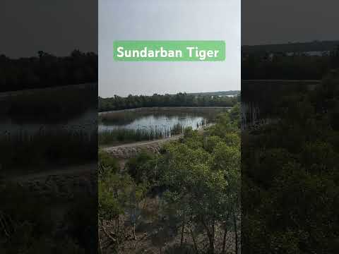 #shorts #sundarban #tiger #sundarbantour #sundarbanpackage #weekendtour #tourbucket #winter