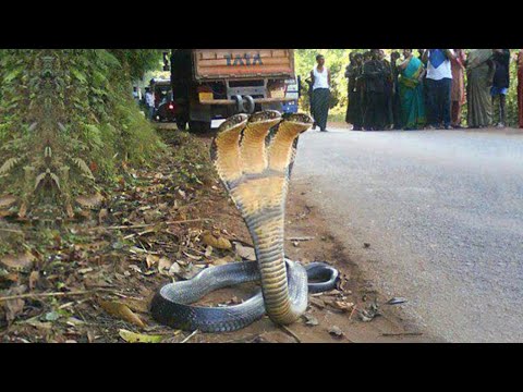 15 Rarest Snakes in the World