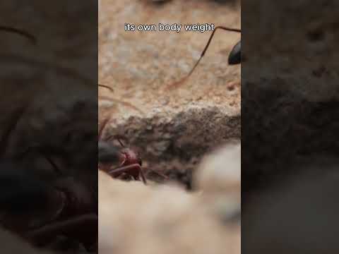 Inside the Daily Life of Ants | Fascinating Facts About Ant Behavior - Animal Kingdom #shorts