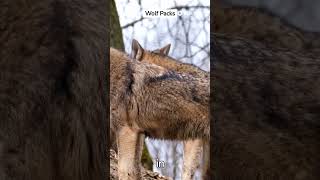 Unveiling the Mysterious World of Wolves #discovernature #mindblowingdiscoveries