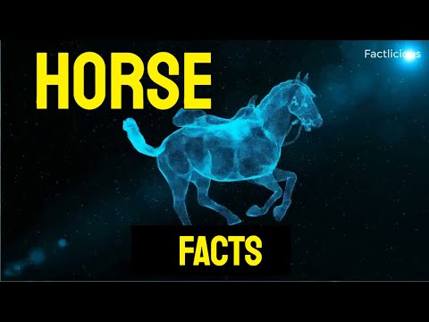 Fascinating horses facts you never knew #horsefacts #interestingfacts #youneverknew #horses