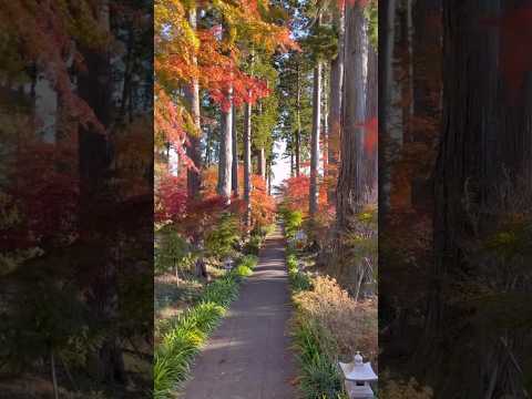 【高萩八幡宮】#神社#紅葉#高萩八幡宮#茨城県#高萩市