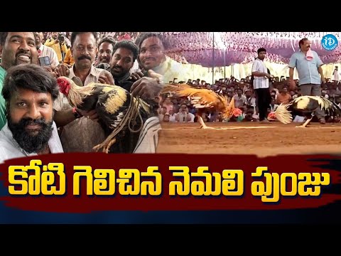 Gudivada Prabhakar Won Rs. 1.25 Crore | 1.25 కోట్లు గెలిచిన కోడి పుంజు | Nemali Kodi @iDreamKhammam