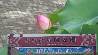 つつじが岡公園　花ハスまつり