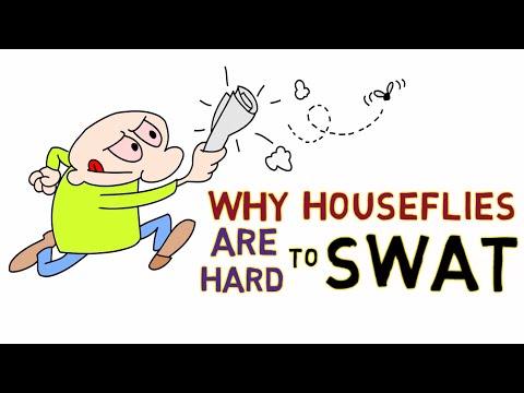 Why is it hard to swat a housefly?