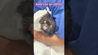 Bamsi’s 1st spa PART(2) @veticpetcare#youtubeshorts