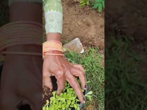 Calendula plant replanting #trending #gardening#calendula#plant #viralshorts#garden#flowers #nature