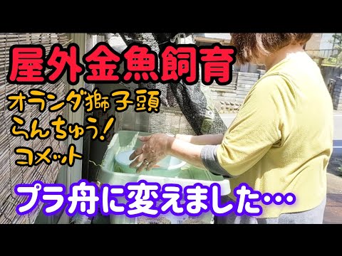 [金魚]　[屋外金魚飼育]　外の金魚達　前発泡スチロールで飼育…😝　やっとプラ舟に変えました❣　　　　1ヶ月ぶりに水換えも…　#goIdfIsh#金魚