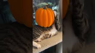 Happy halloween #funny #funnycats #funnyshorts #funnyvideo #cat #catvideos