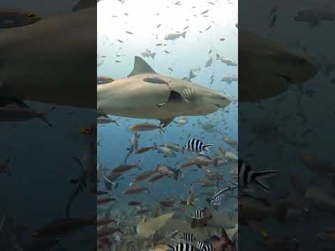 Diving with bull sharks in Beqa Lagoon in the south of Viti Levu, Fiji