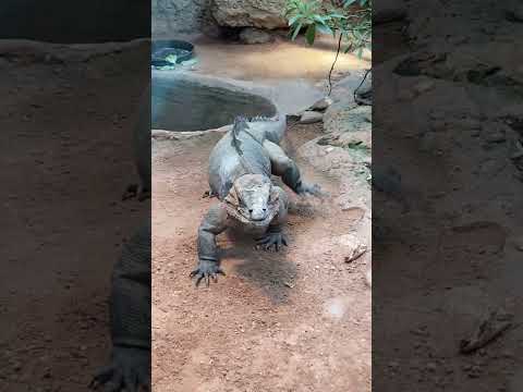 #FrankfurtZoo#ZooFrankfurt#FrankfurtAdventures#Iguana#IguanaLife#IguanasOfInstagram#IguanaLovers