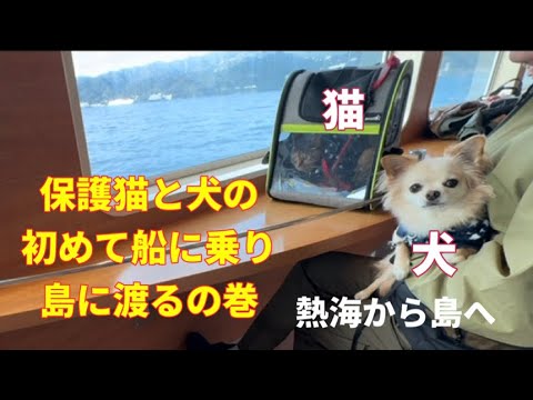 【保護猫と犬の初体験】船旅をして島に渡る‼️島には幸せになるポスト📮お父ちゃんの休日シリーズin熱海#船#初めて#ペット