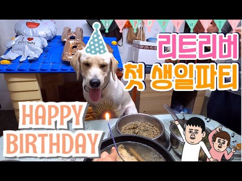 래브라도리트리버 브럽이의 첫번째 생일파티!