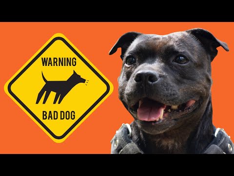 5 STAFFY PROBLEMS: Don't Let Your Dog Do This