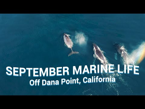 WHALES & DOLPHINS You Could See in SEPTEMBER off Dana Point, CA 🐳🐬