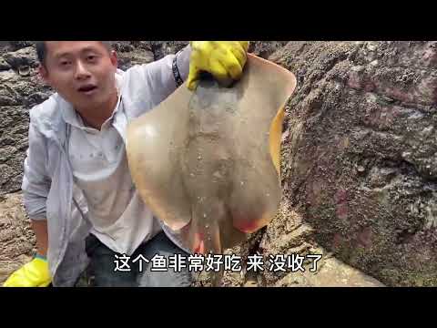 【阿向趕海】 耗資200打窩長坑 引來罕見紅斑 一條高達500RMB 鰻魚聚會大賣2000元 賺翻