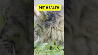 Pet Health