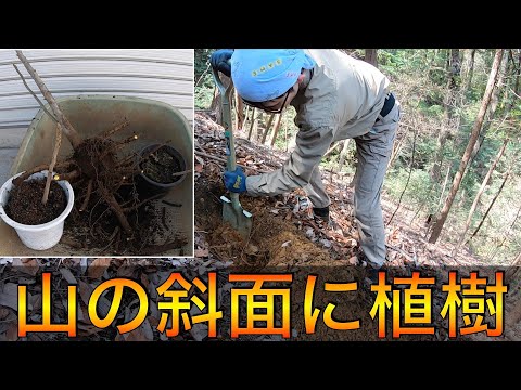 【植樹DIY】1年育てたクルミを山の斜面に植える【山開拓】#30