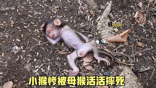 出生几个小时的幼猴被母猴抓到树上，狠狠的摔了下来，死的真难看