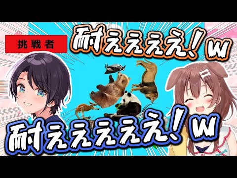 【初コラボ】どうぶつタワーバトルで耐え合うアヒルとワンコ【ホロライブ切り抜き】