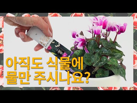 식물영양제 이거 한나로 끝! 아직도 식물에 물만 주시나요?