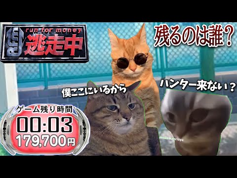 逃走中をすることになった猫たちの日常パート４【猫ミーム】【猫マニ】