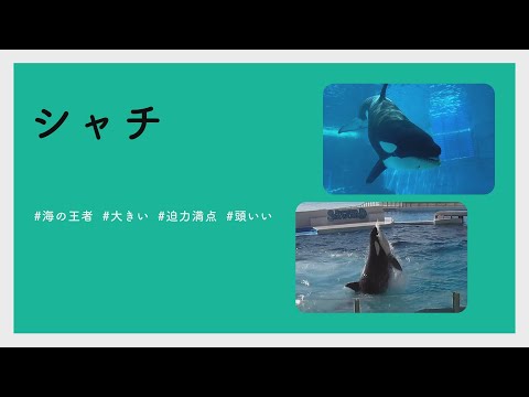 【#かわいい#楽しい#癒し#水族館に行こう】シャチ