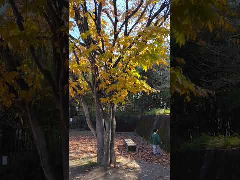 丘の上の公園2　黄色い葉っぱがはらはらと黄色いじゅうたんに　5歳児と　小二生発表会のあと　20241210