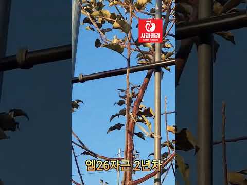 엠26자근대목 2년생 로얄후지