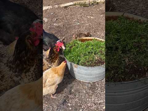 Garden Clean Up Means Greens and Forage for the Animals #backyardhomestead #RaisingChickens