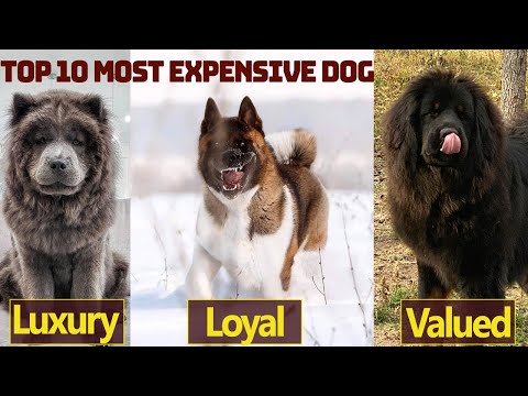 Top 10 Most Expensive Dogs in 2 Minutes  Most Expensive Dogs on this Planet in 2024