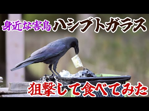 身近な害鳥ハシブトガラス、狙撃して食べてみた