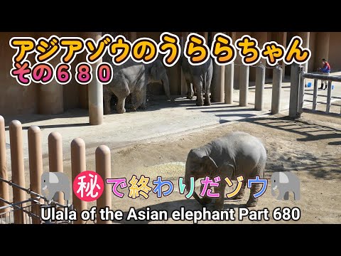 アジアゾウのうららちゃん（６８０）🐘㊙で終わりだゾウ🐘（東山動植物園）Ulala of the Asian elephant Part 680