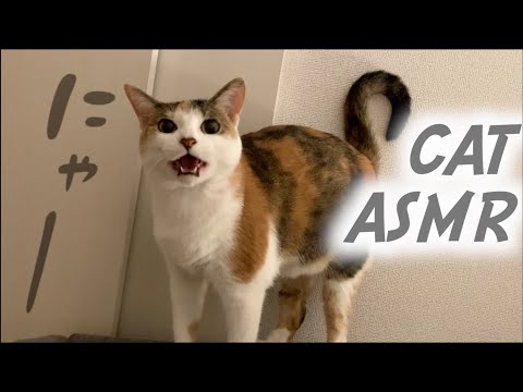 【Cat ASMR】サイレントで絡むとサイレントで返事してくれる三毛猫