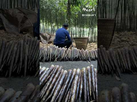 Harvesting Bamboo Shoots