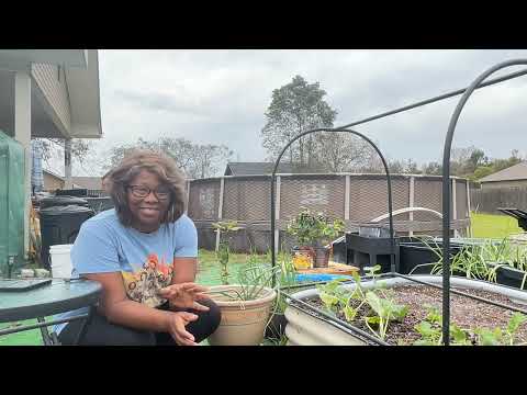 Update on my Georgia collards. What I do to reduce transplant shock.