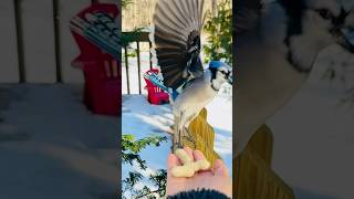 Jay Taking Treat   #handfeedingbirds #birdwatching#birdlives #birding#birder#birdlove