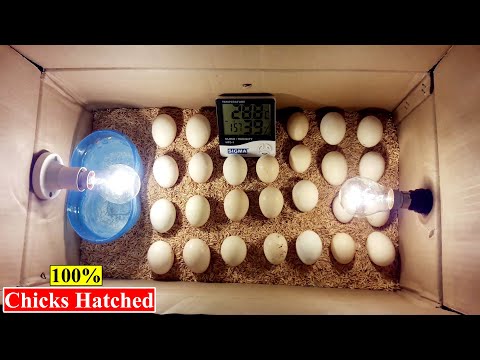 DIY - I Tried this Homemade Egg Incubator and Result is Mind-Blowing