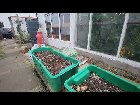 Planting Out the Bath asparagus