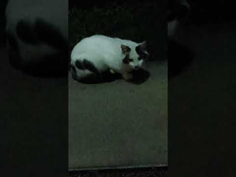 ショート746【満足】#朝飯#🙀#猫