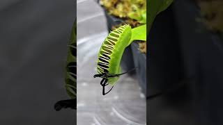 Venus fly traps VS Spider #shorts