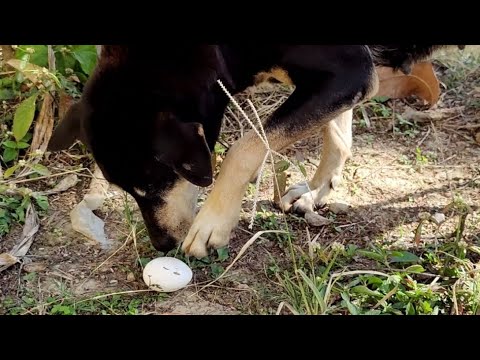 This Dog loves Egg 🥚